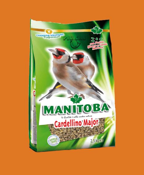 MANITOBA Cardellino Major