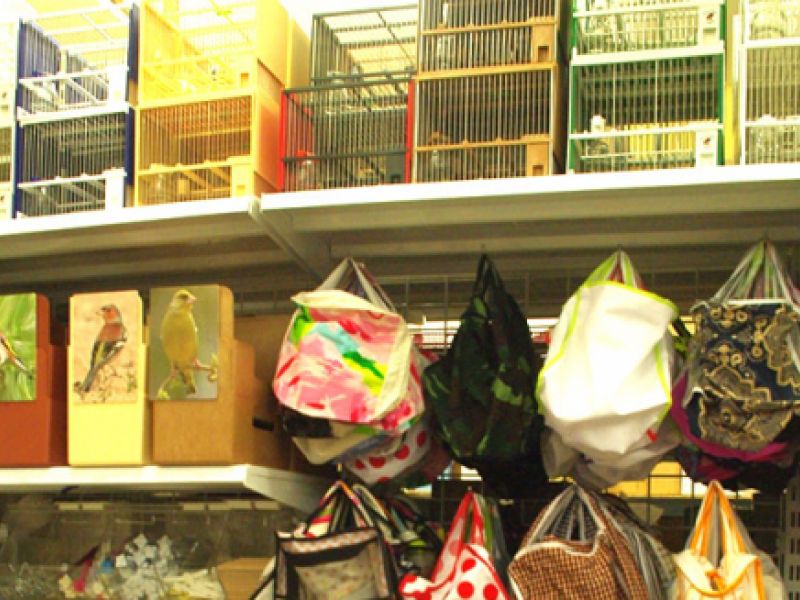 tienda online productos pajaros piu can tienda online productos pajaros piu can