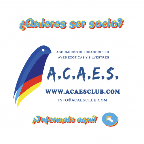 ACAES